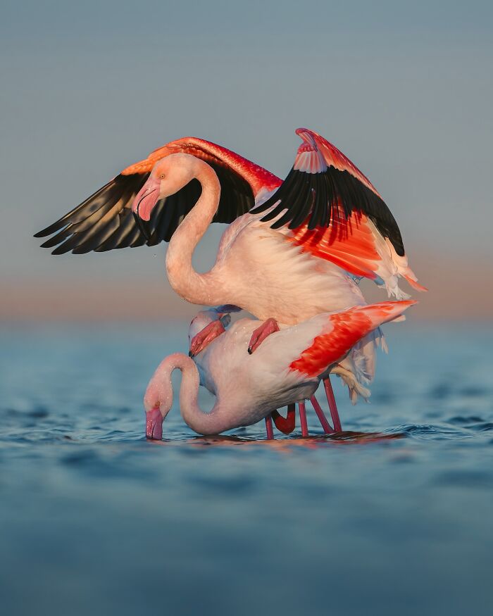 Flamingos displaying vibrant wings and behavior in their natural habitat, capturing the wild soul of nature.