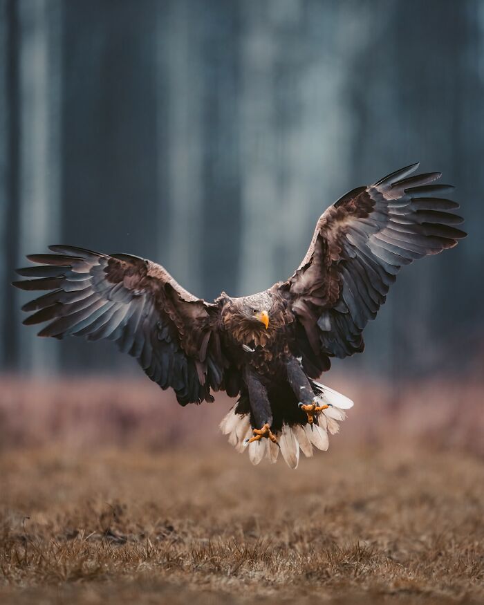 Eagle in mid-flight close to the ground, showcasing the wild soul of nature through wildlife photography.