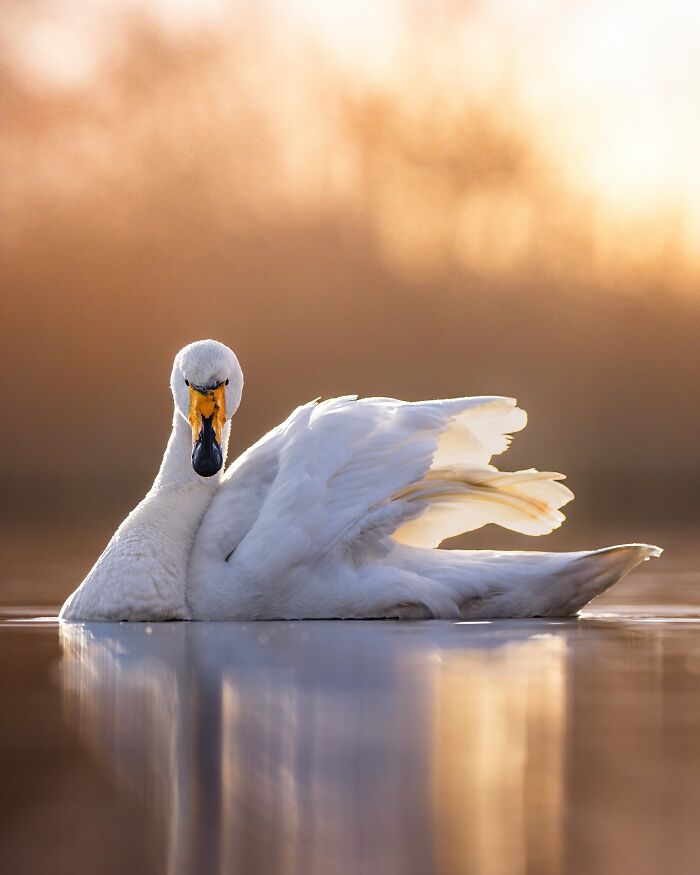A white swan gliding on calm water at sunset, capturing the wild soul of nature in a serene moment.
