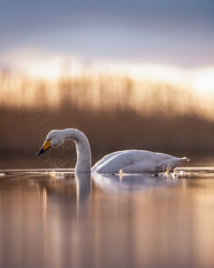 Swan gliding on calm water at sunset, capturing the wild soul of nature in a serene natural setting.