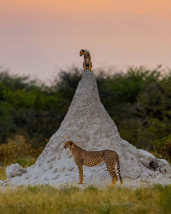 Cheetahs captured in nature, one standing on a termite mound and another beside it during sunset, showcasing wild nature.