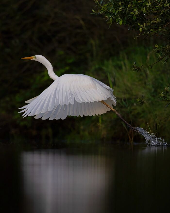 Great egret taking flight over water, capturing the wild soul of nature in a stunning wildlife photograph.