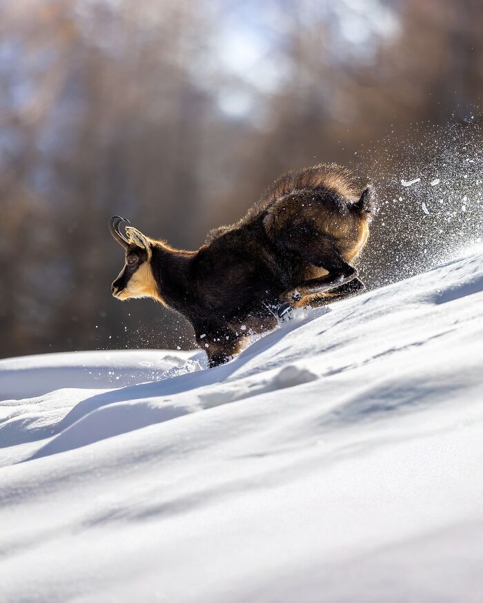 Chamois running down a snowy slope, captured in nature photography showcasing the wild soul of nature in motion.