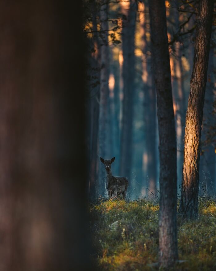 Deer standing quietly among sunlit trees in a forest, capturing the wild soul of nature through the lens.