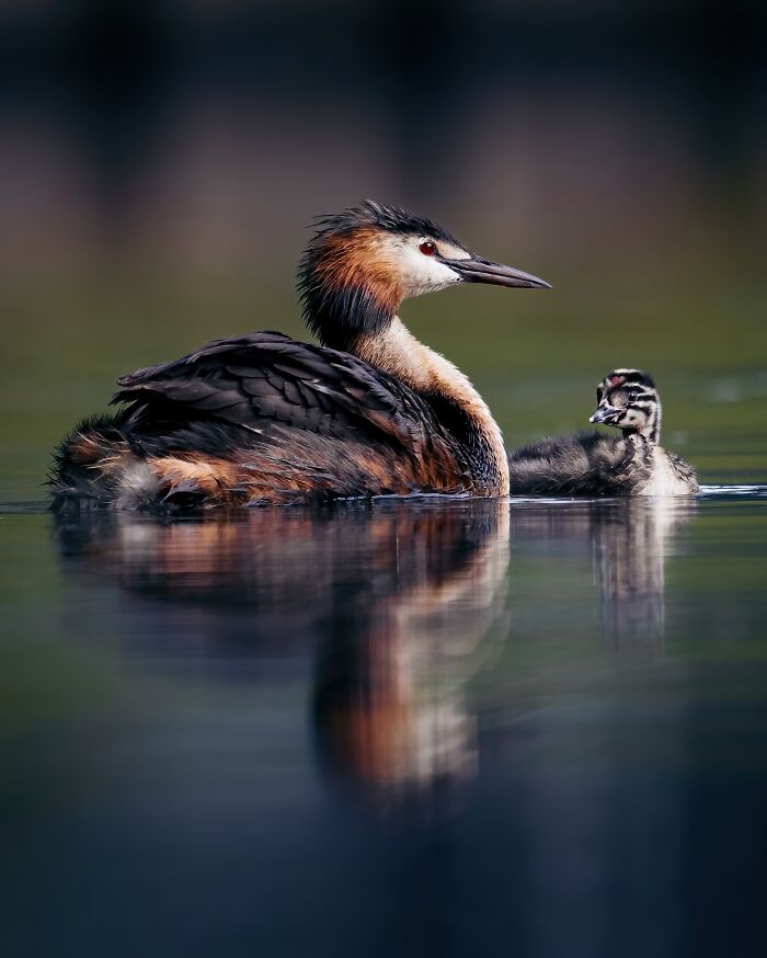 A wild soul of nature shown with a close-up of a duck and its chick swimming calmly on water.