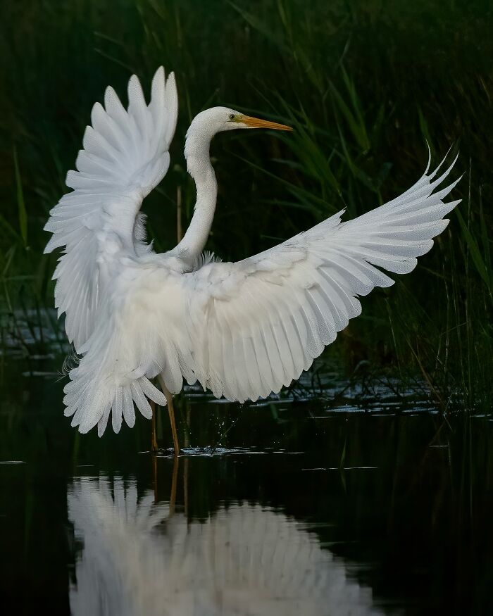 Great egret with wings spread wide standing in water, showcasing the wild soul of nature through the lens of Joren De Jager.