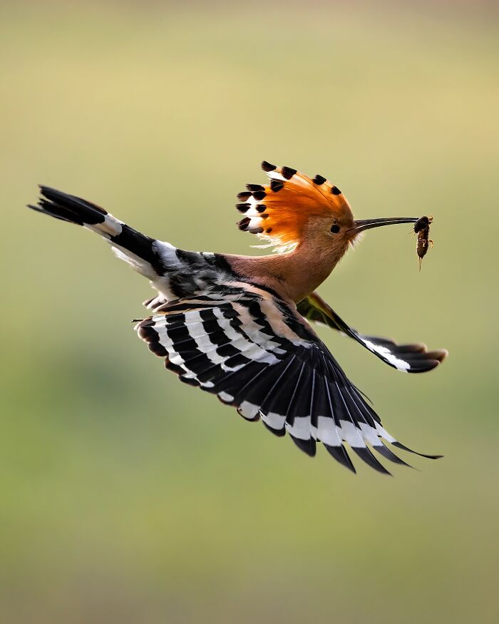 Colorful bird in flight holding an insect, showcasing the wild soul of nature captured through expert wildlife photography.