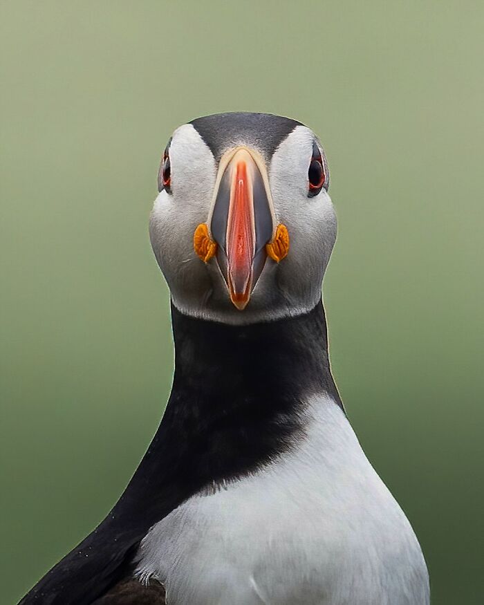 Close-up of a puffin showcasing the wild soul of nature in a nature photography shot by Joren De Jager.