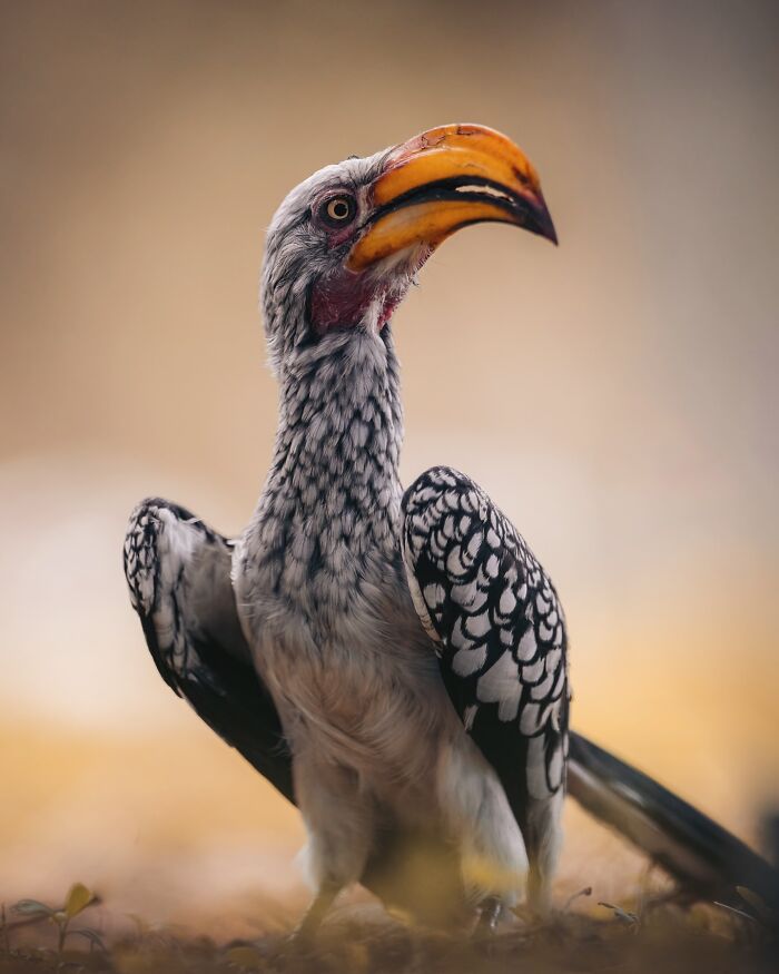 Close-up of a bird with a large orange beak showcasing the wild soul of nature through nature photography.