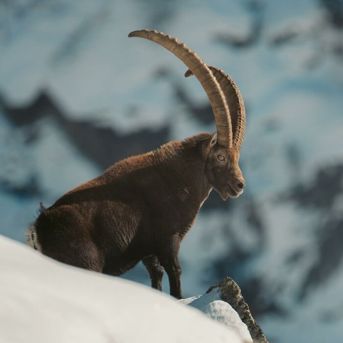 Wild ibex standing on a snowy mountain slope, capturing the wild soul of nature through the lens of nature photography.