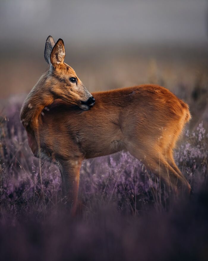 Young deer in a field of wildflowers, beautifully captured in nature photography showcasing the wild soul of nature.