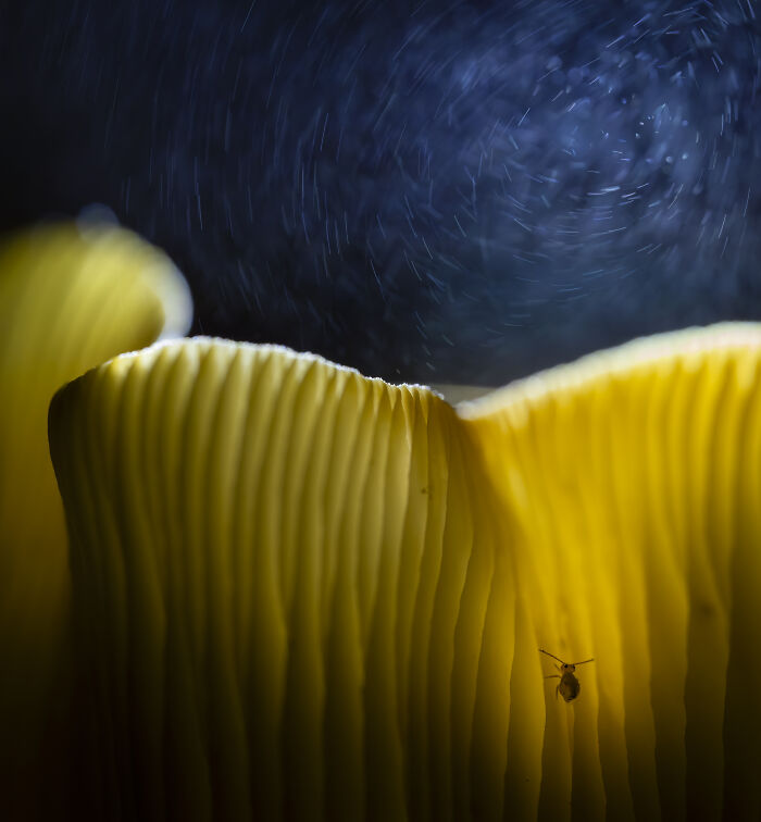 Close-up of a small insect on yellow mushroom gills with swirling light patterns in the dark background.