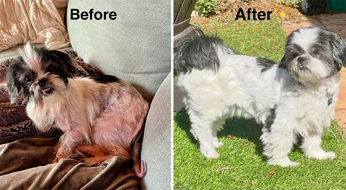 Before and after photos of an adopted dog showing its joyful transformation in a loving new home.