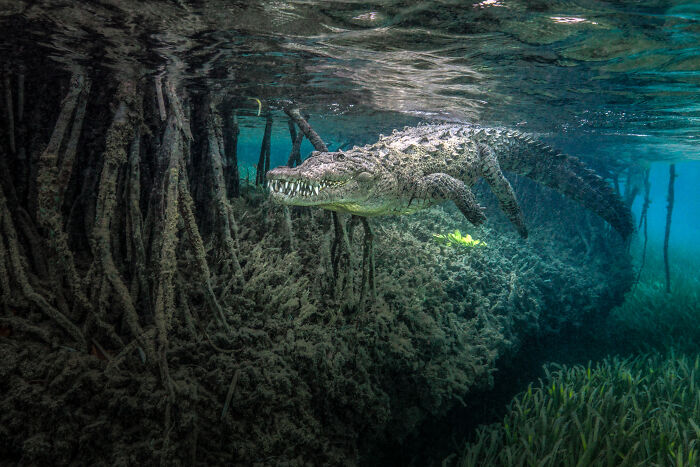 Underwater mangrove scene with a crocodile swimming among roots, showcasing nature for mangrove photography awards entries.