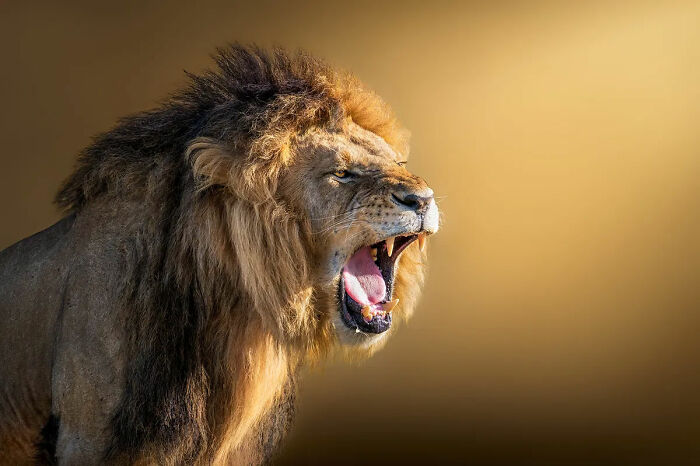 Roaring male lion showcasing unforgettable wildlife moments captured in natural golden light by Mónica L. Corcuera.