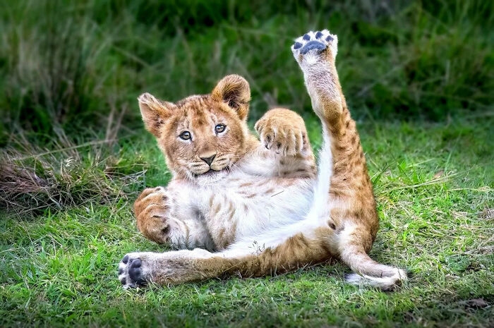 Lion cub lying on grass playfully stretching its leg in unforgettable wildlife moments captured by Mónica L. Corcuera