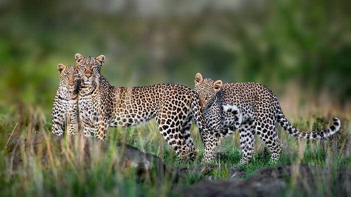 Three leopards in tall grass showcasing unforgettable wildlife moments captured in natural habitat.