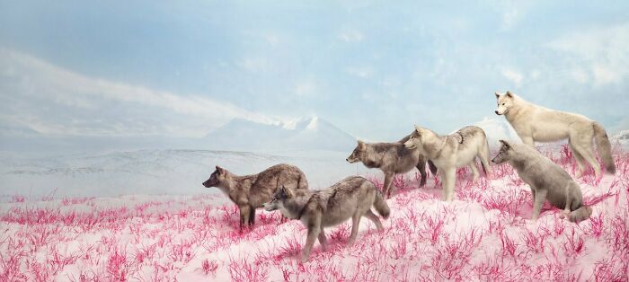 A pack of wolves standing on a pink snowy field with distant mountains, showcasing unsettling visions of the natural world.