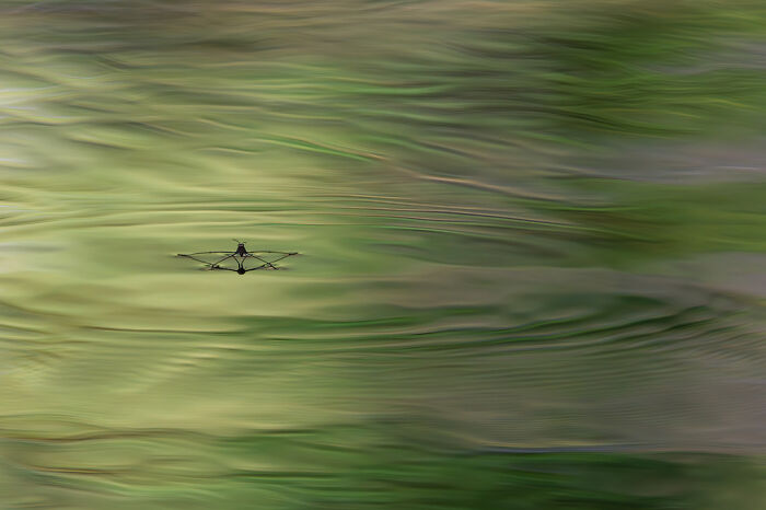 Close-up of a water strider insect gliding on rippled green water, showcasing nature's delicate beauty.