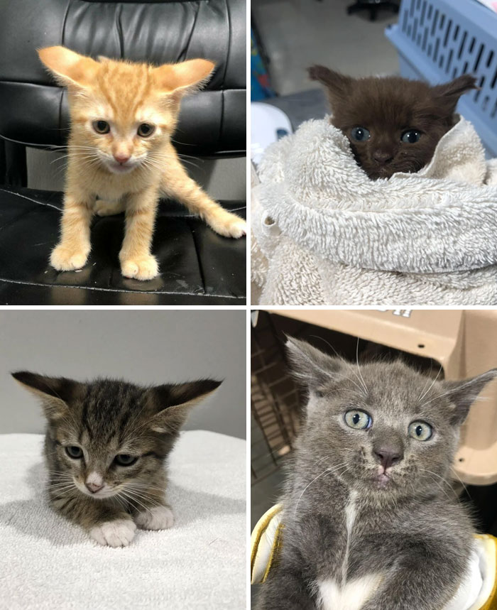 Four adorable kittens with airplane ears in different settings showcasing their unique ear shapes and curious expressions.