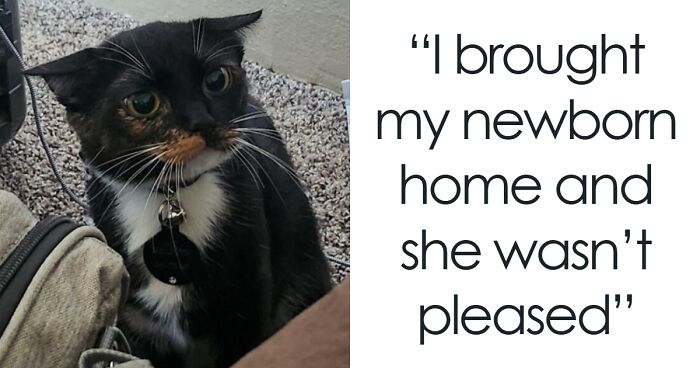 50 Precious Pics Of Cats Looking Extremely Annoyed