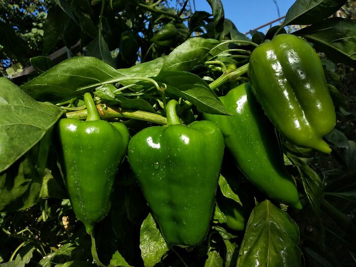 Green bell peppers growing on a plant with water droplets, highlighting appalling facts people unaware of garden produce.