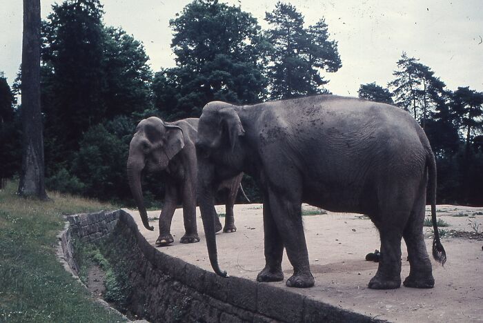 Two elephants standing near a stone barrier in a natural setting, illustrating shocking experiences people have lived through.