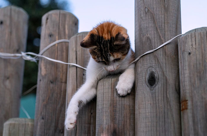 Cat reaching over wooden fence with neighbor putting spikes on fence sparking huge debate about outdoor pets online Cat reaching over wooden fence with neighbor putting spikes on fence sparking huge debate about outdoor pets online