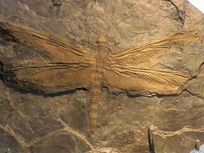 Fossilized dragonfly embedded in rock showcasing archeology and art of ancient natural wonders.