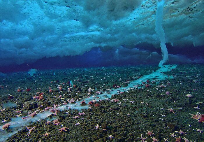 Underwater whirlpool forming beneath an ice sheet above a seabed covered with starfish, capturing rare natural phenomena.