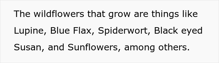 Wildflowers like Lupine, Blue Flax, Spiderwort, Black eyed Susan, and Sunflowers grow in a certified wildlife habitat yard.