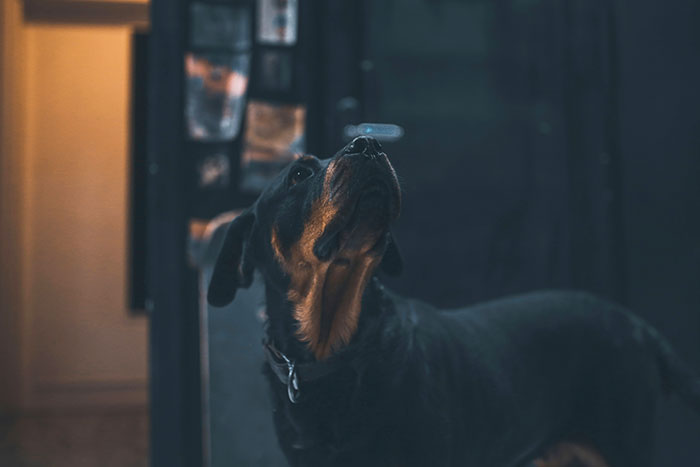 Black and brown dog looking up inside a dimly lit room, capturing the biggest elephant, no blue whale, in the room concept.