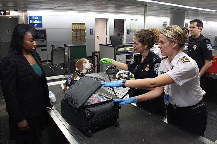 Airport security officers using a sniffer dog to inspect a suitcase during a background check process at a terminal.