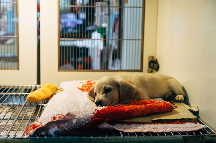Puppy resting on blankets inside a kennel, illustrating the importance of thorough background checks by HR employees.