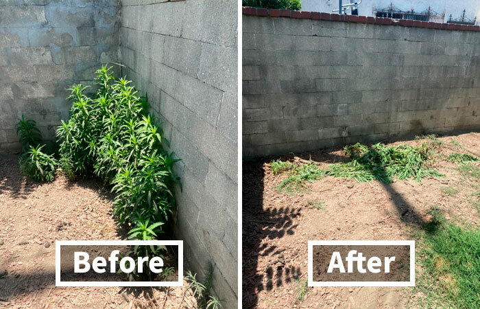 Side-by-side before and after home transformation showing cleared overgrown plants along a concrete wall in backyard.