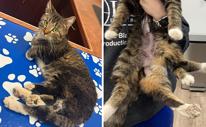 This Adorable Kitten Was Born With 6 Legs, Now She’s Thriving After Life-Changing Surgery