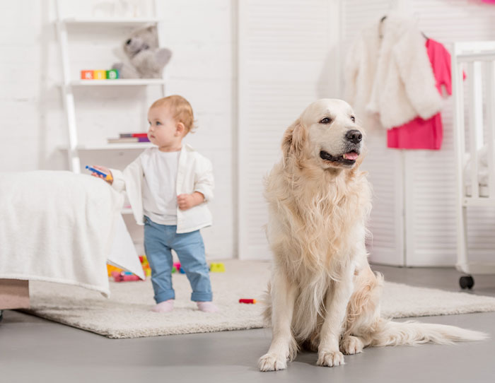 Toddler standing in a room near a golden retriever, illustrating moments of parenting and disciplining a young child. Toddler standing in a room near a golden retriever, illustrating moments of parenting and disciplining a young child.