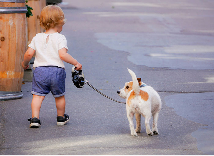 Toddler walking a small dog on a leash outdoors, illustrating parent and child responsibility and discipline concept. Toddler walking a small dog on a leash outdoors, illustrating parent and child responsibility and discipline concept.