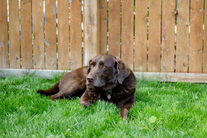 Chocolate Labrador lying on green grass near a wooden fence, relating to neighbor’s kid fast food window for dogs. Chocolate Labrador lying on green grass near a wooden fence, relating to neighbor’s kid fast food window for dogs.