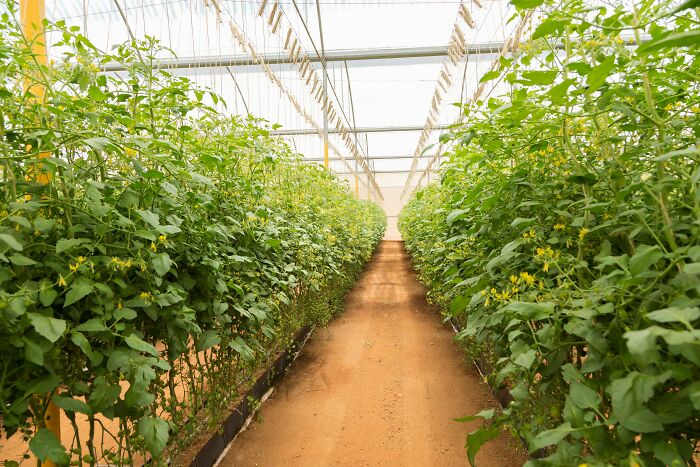 Greenhouse interior with rows of thriving plants growing under controlled conditions for sustainable agriculture.