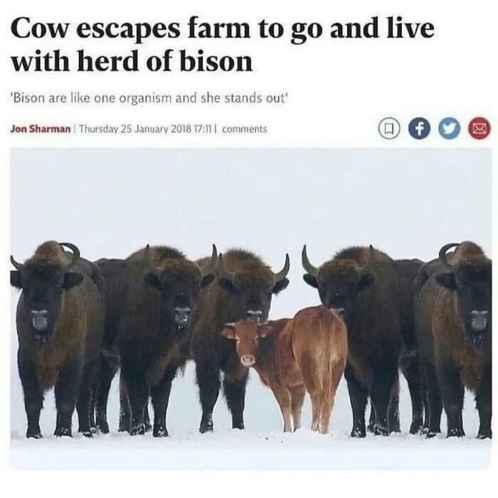 Cow standing among a herd of bison in snowy field, a blursed image that may make your brain short-circuit