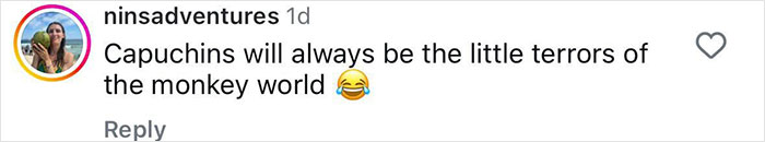 Instagram comment from ninsadventures stating capuchins will always be the little terrors of the monkey world with laughing emoji.
