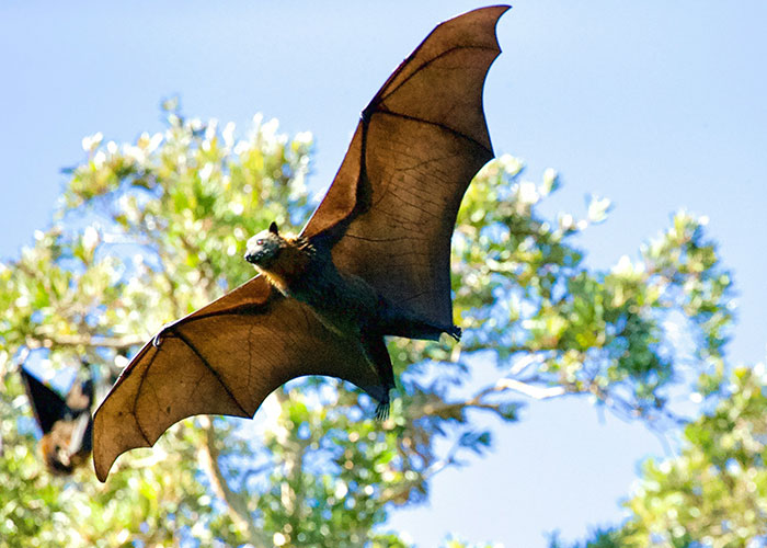 Large bat flying near green trees with blue sky, illustrating unexpected things people can't believe they had to explain to adults