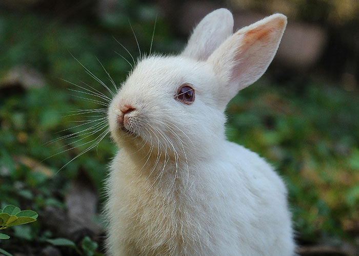 White rabbit with large ears sitting outdoors on grass, symbolizing things people can't believe they had to explain to adults.