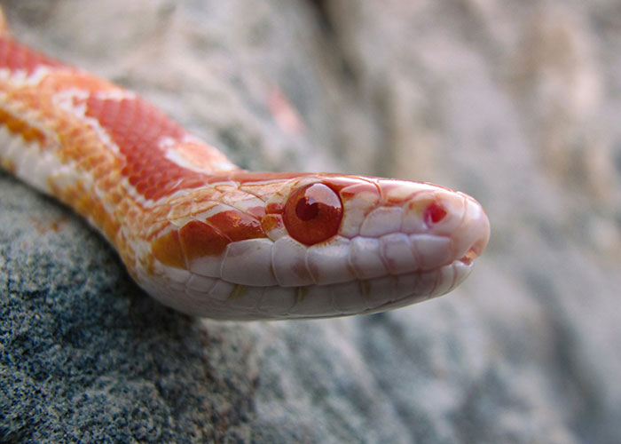 Close-up of a snake head with red eyes resting on a rock, illustrating things people can't believe they had to explain.