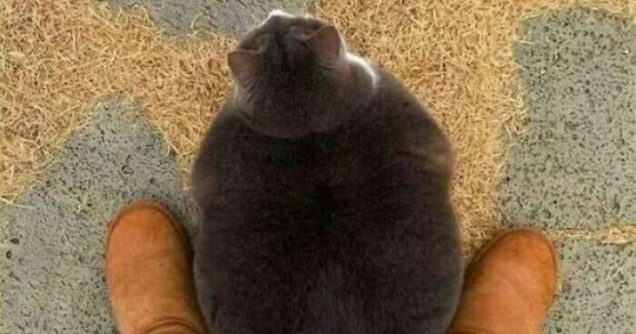 50 Hilariously Chaotic Cats Who Look Like They Were Programmed Wrong (New Pics)