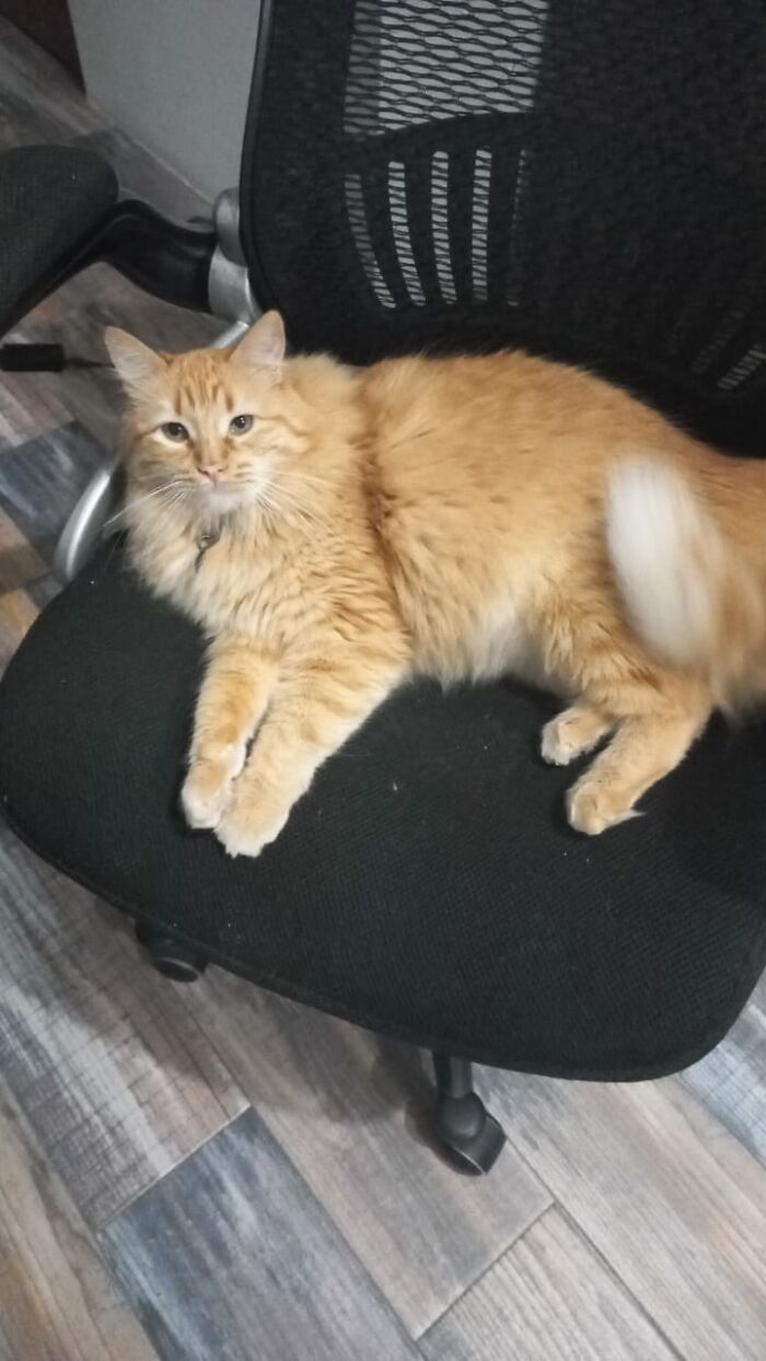 This Is My Chair, Human