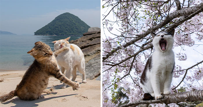 40 Entertaining Cat Pictures Captured By Masayuki Oki (New Pics)