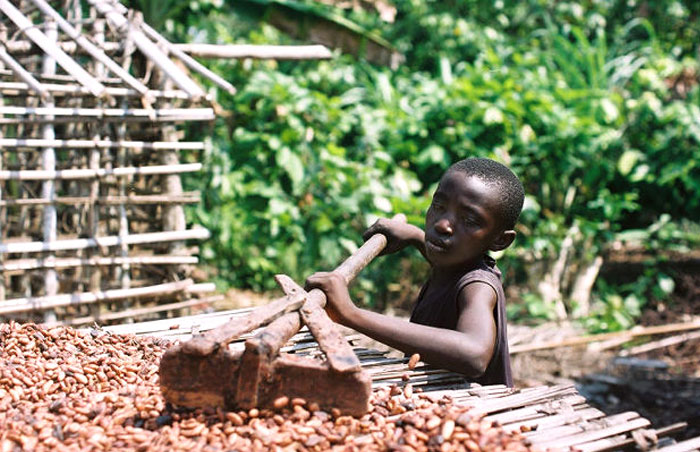 Young boy using a wooden tool to spread cocoa beans drying under the sun in an outdoor chaotic good act of work.