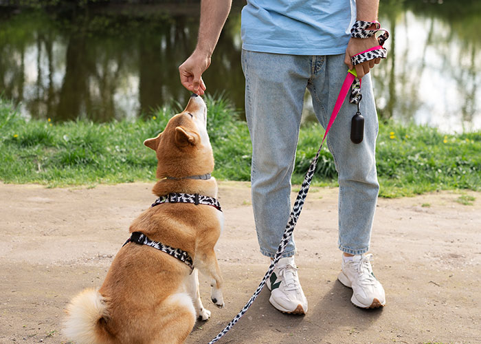 Person in jeans feeding a dog on a leash near a pond, illustrating signs that someone is cheating and relationship trust issues.